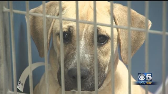 Clock ticking for dogs lost on July