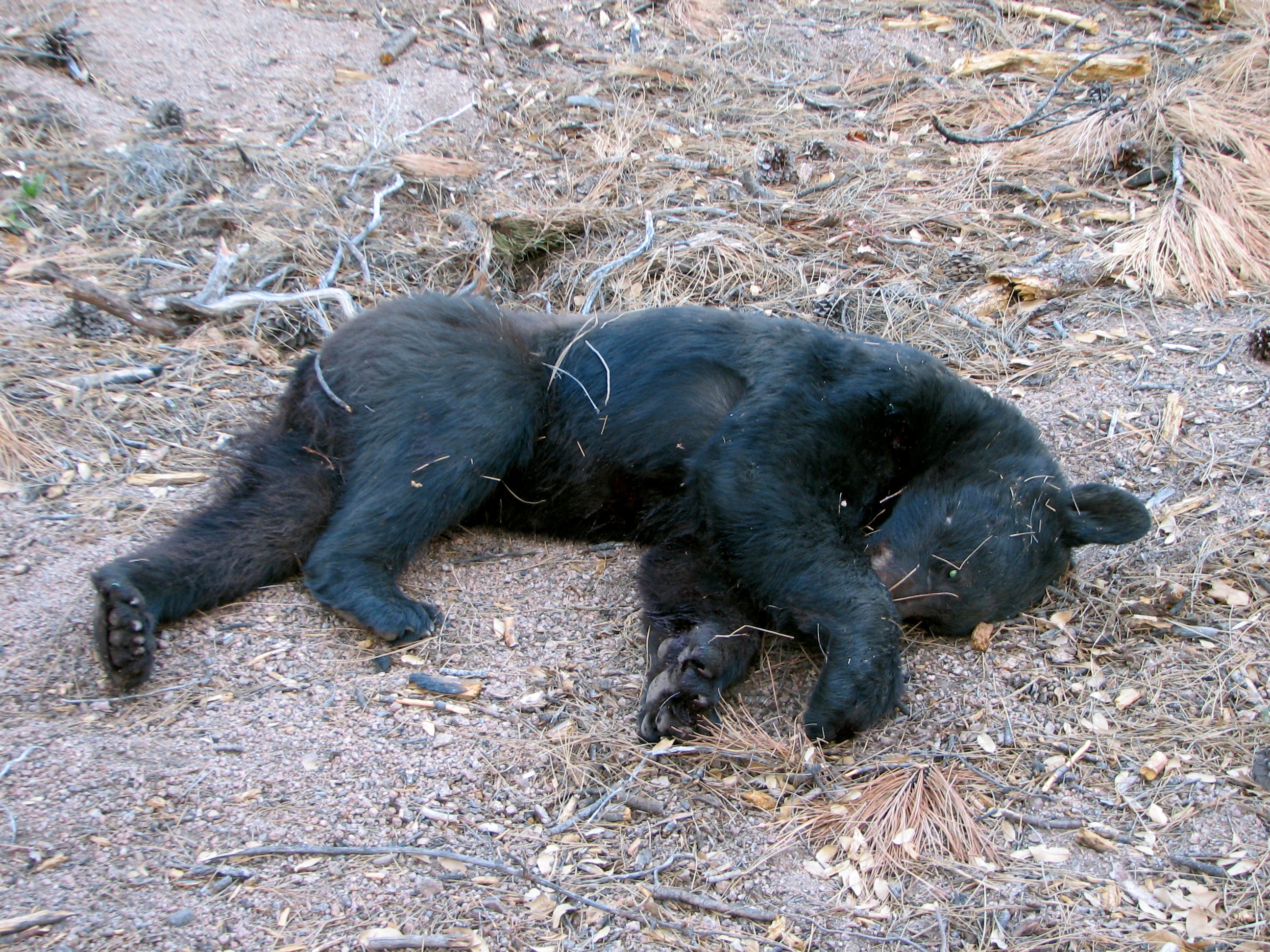 3 Bears Test Negative For Rabies After Az Attacks - Arizona's Family