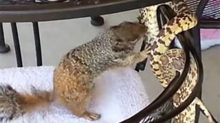 Snake vs. squirrel in back patio "brawl." (Source: CBS 5 News)