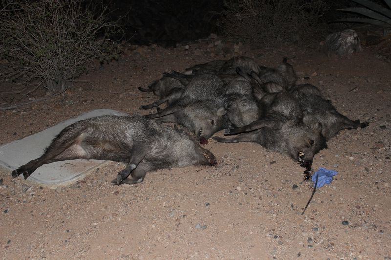 Pair of baby javelina rescued after herd found killed Arizona's Family