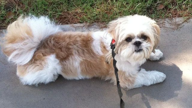 Phoenix home burglarized; family dog stabbed, put to death - CBS 5 ...