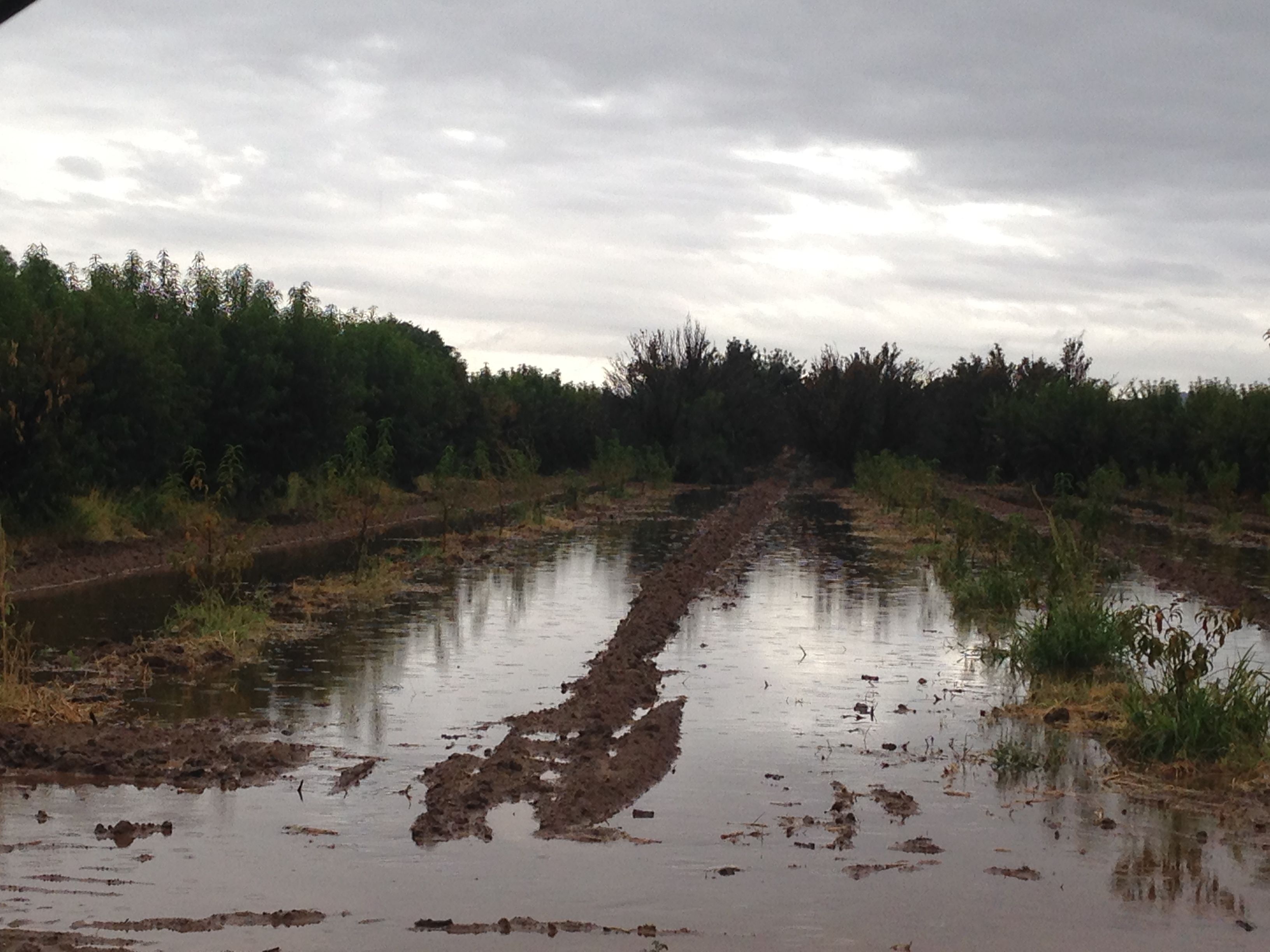 Heavy rain welcome by some local farmers - CBS 5 - KPHO