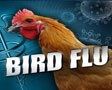VIDEO: Bird flu in Arizona?