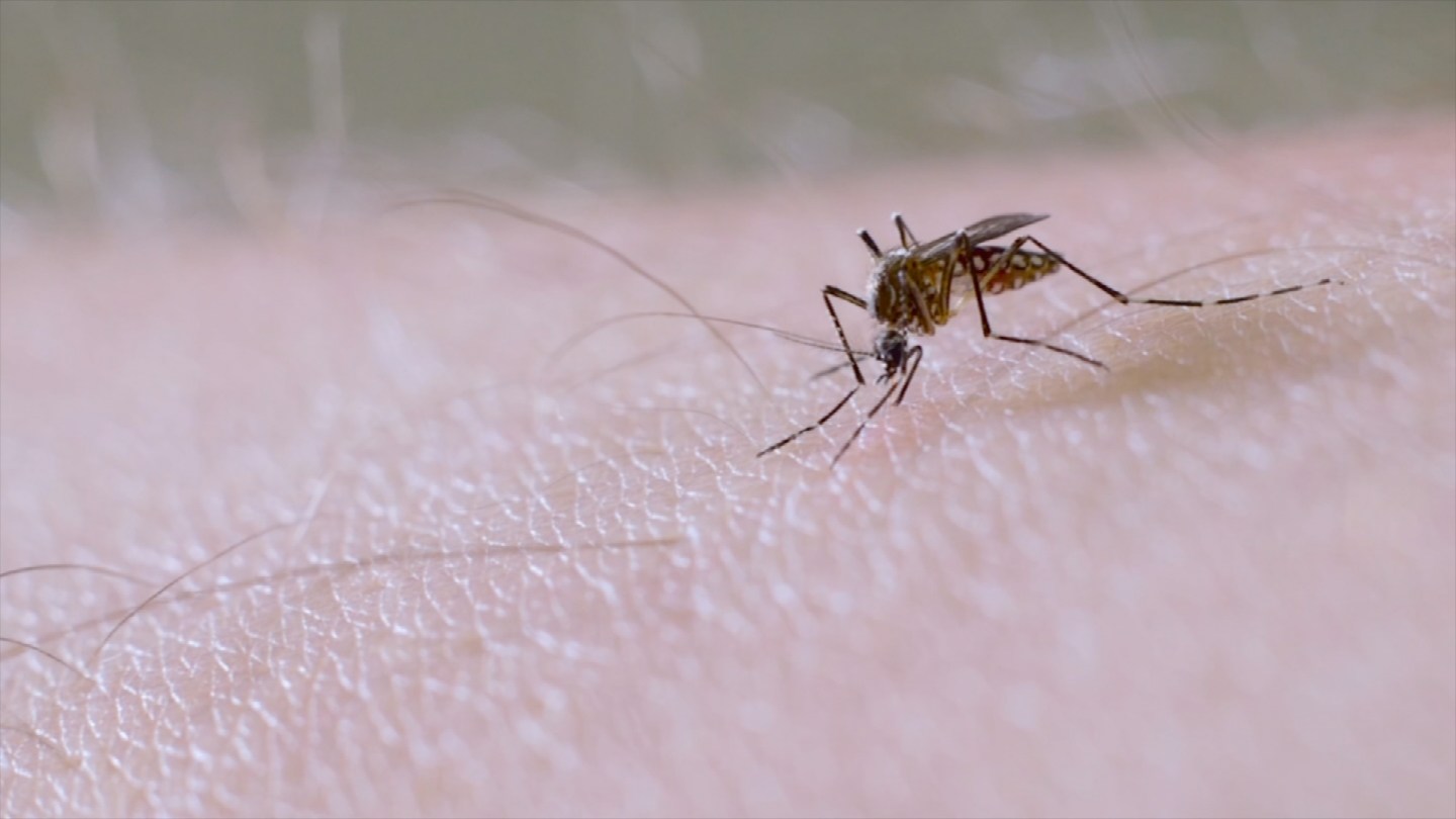 Diet and mosquitoes: Is what you eat making you tastier to them? - CBS ...