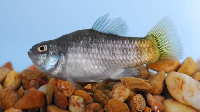 Endangered Pupfish Released In Arizona Waters 6-06-2011 - Arizona's Family